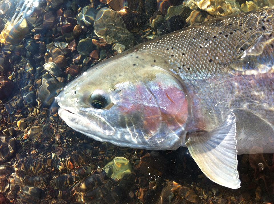 Steelhead Fishing on the Bulkley River - ROUND LAKE COMMUNITY ASSOCIATION